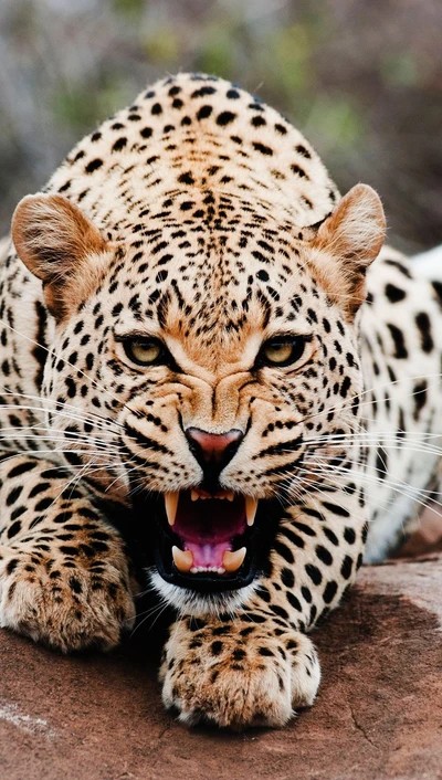 A fierce leopard showcasing its powerful stance and striking features.