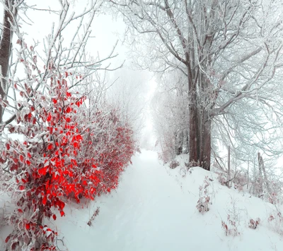 Camino de Invierno: Un Viaje a Través de Paisajes Helados