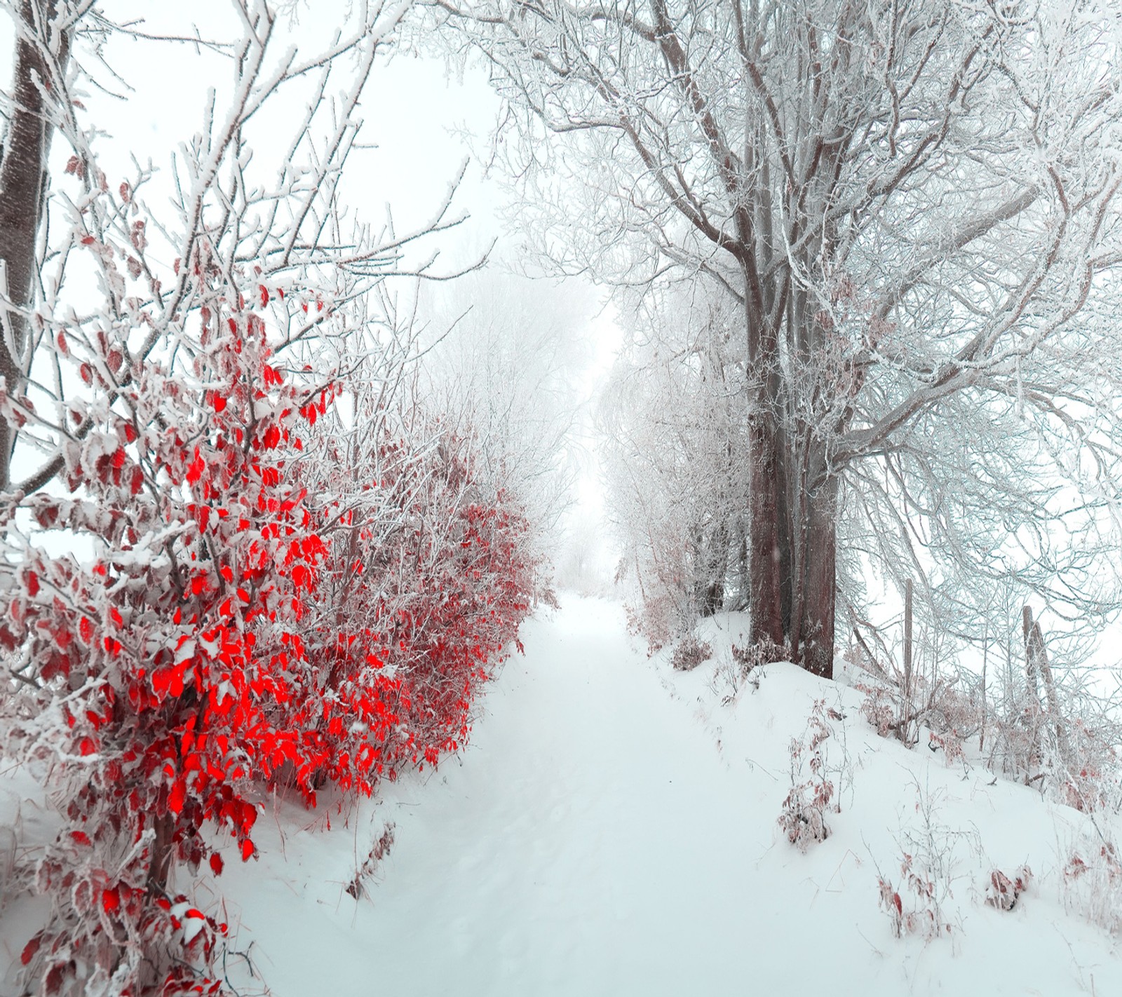 Un camino nevado con bayas rojas y árboles de fondo (tiempo, invierno)