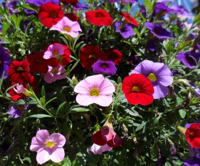 Flores de verão vibrantes: Uma colorida variedade de petúnias