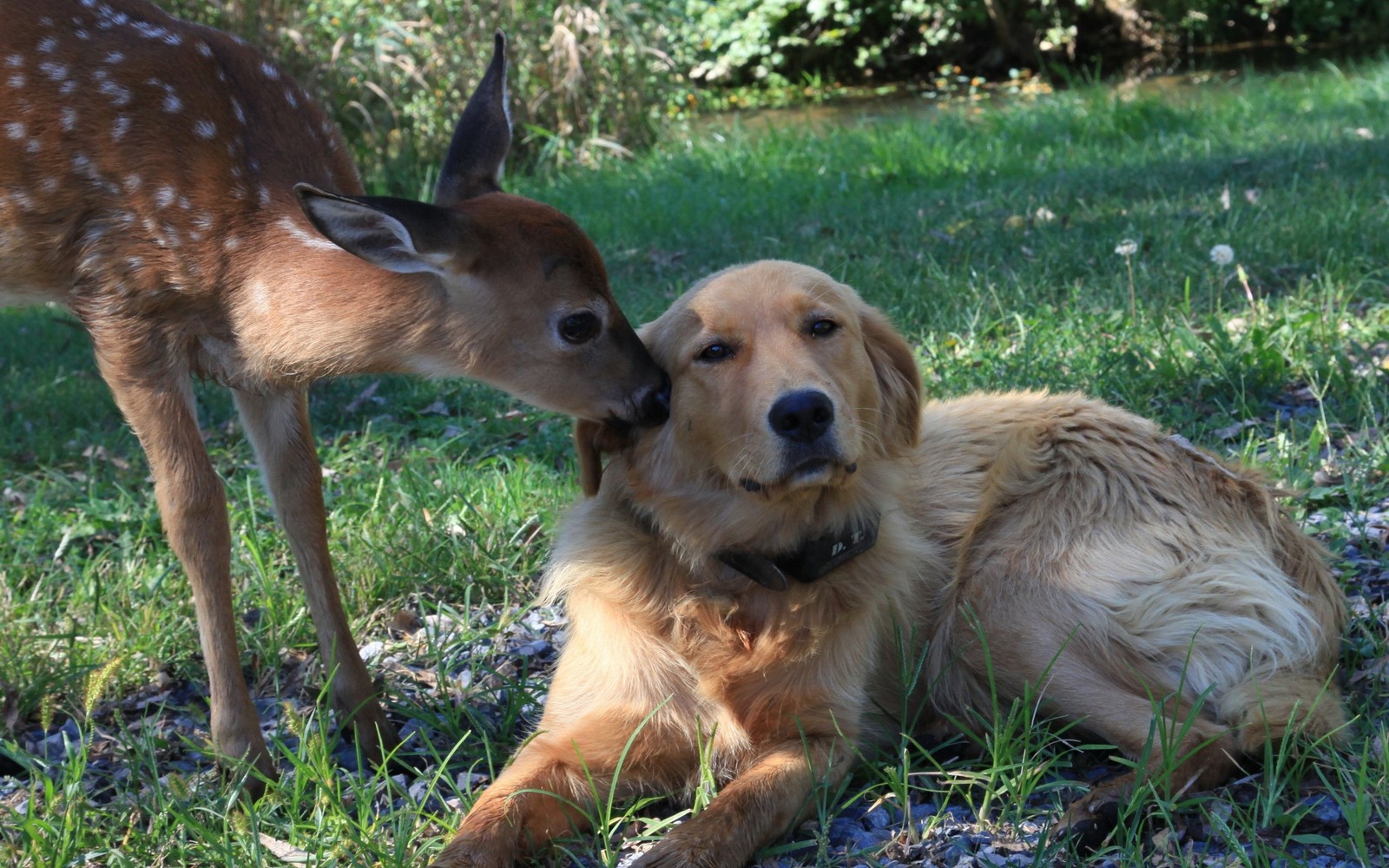 Hay un ciervo y un perro acostados en la hierba (golden retriever, cachorro, ternura, gatito, raza de perro)