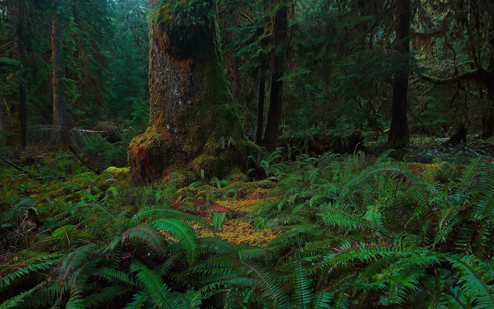 Un árbol en un bosque con helechos y otras plantas (bosque, vegetación, naturaleza, bosque viejo, ecosistema)