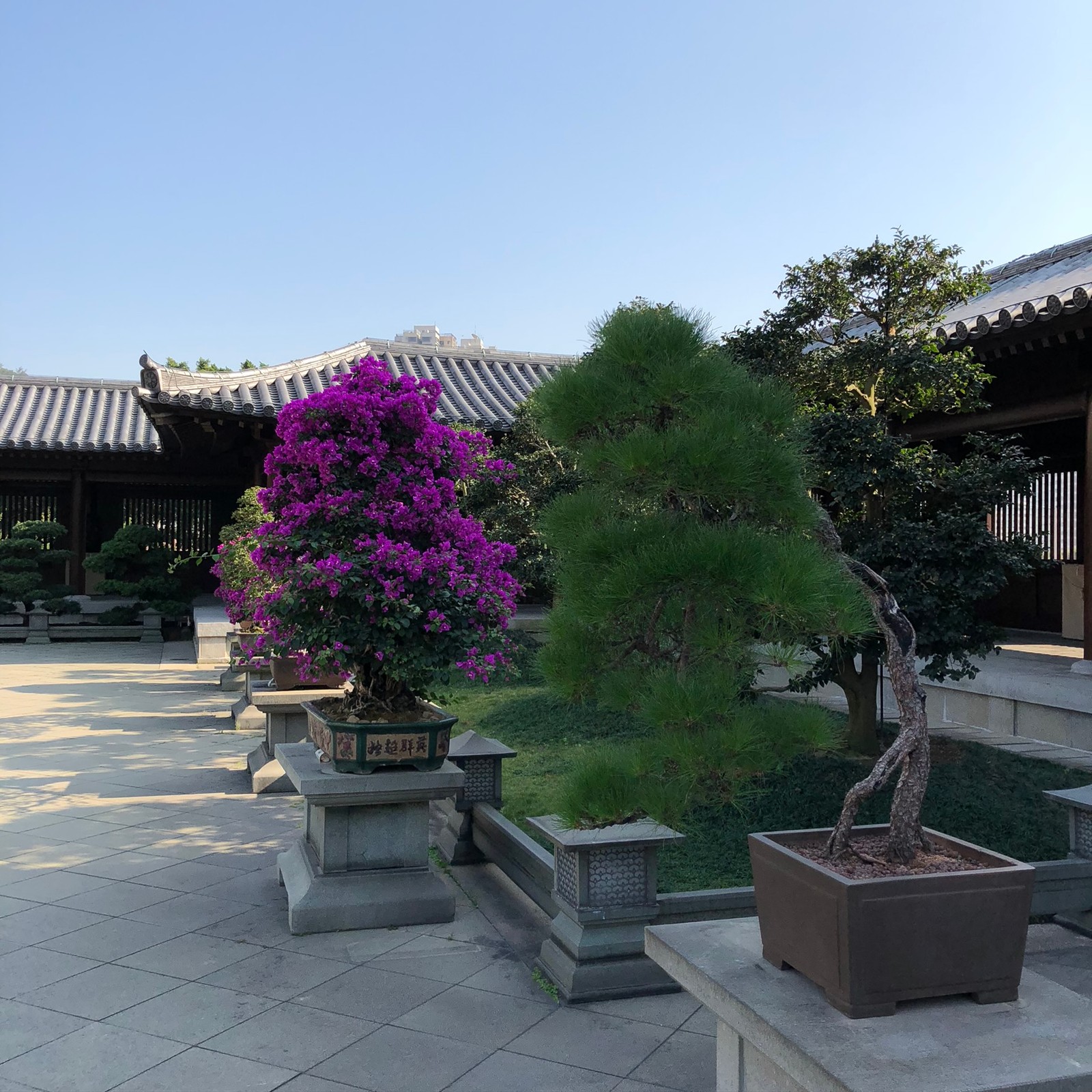 Há muitos vasos de plantas no pátio de um edifício (hong kong, árvore, bonsai, vaso de flores, flor)