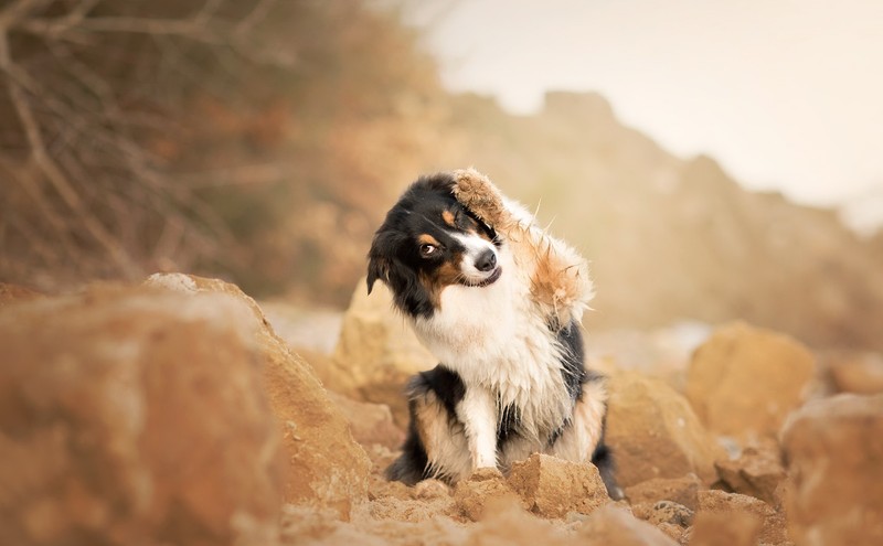 Собака сидит на камнях (рыло, бордер колли, border collie, австралийская овчарка, колли)