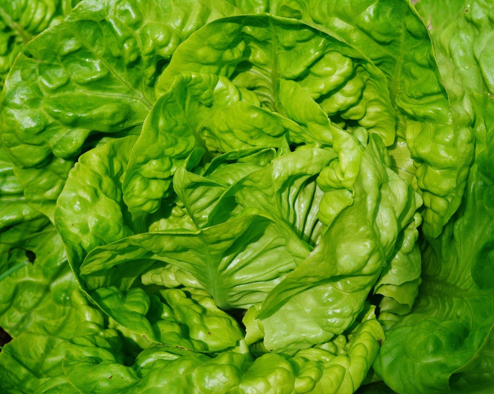 A close up of a lettuce plant with green leaves (leaf vegetable, salad, vegetable, green, leaf)