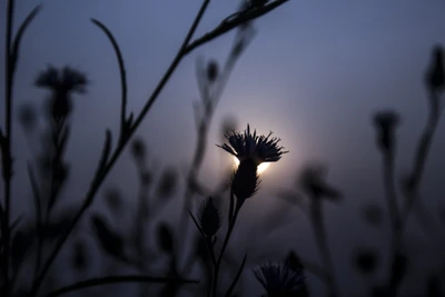 Silhouettierte Blumen gegen einen ruhigen Sonnenuntergangshimmel