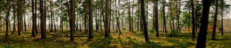 На картине изображён лес с скамейкой посередине (дерево, лес, лесистая местность, заповедник, растительность)