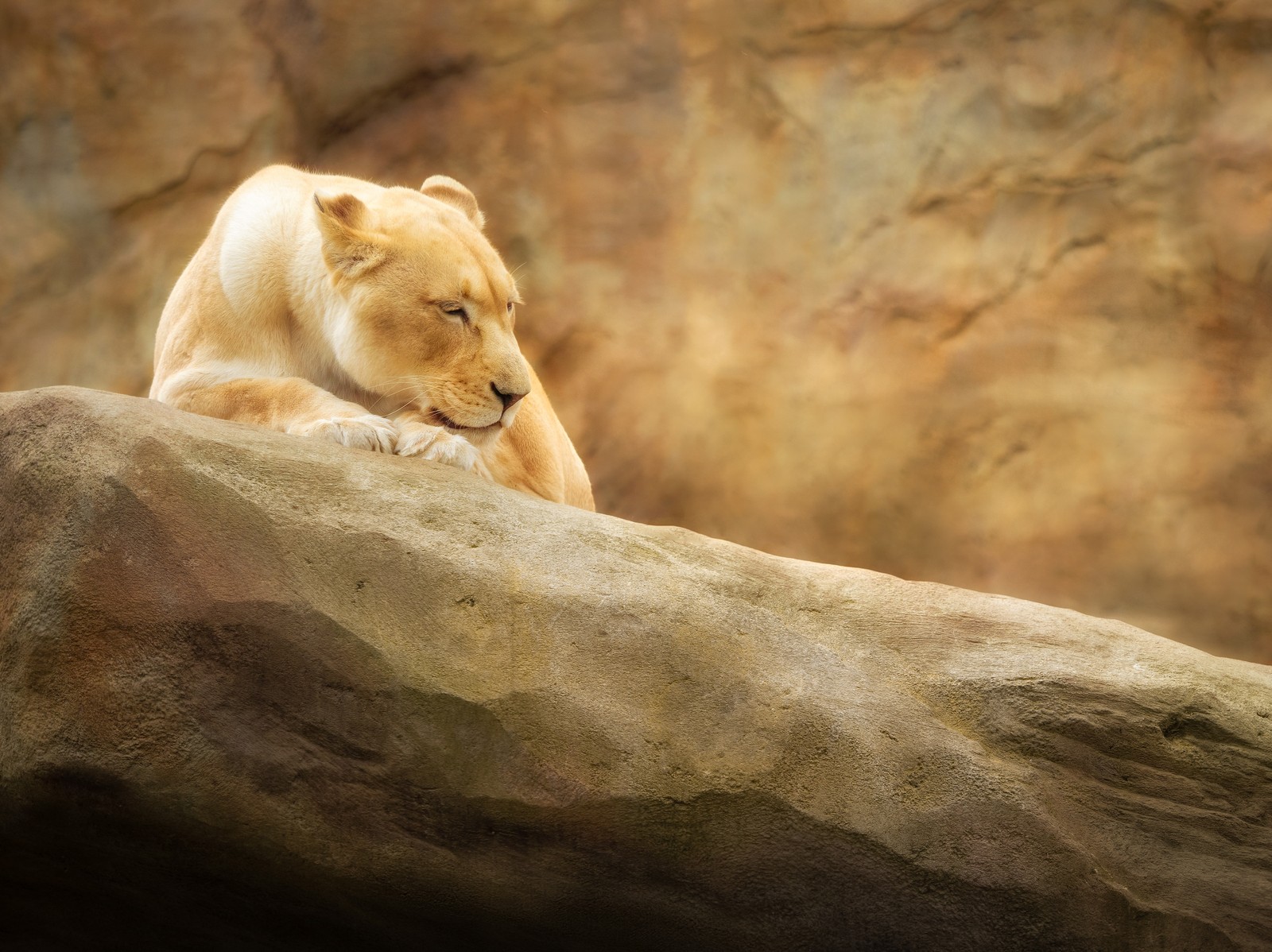 There is a lion that is laying on a rock (lioness, paradise wildlife park, animal park, zoo, golden yellow)