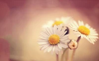 daisy, flower, petal, yellow, oxeye daisy wallpaper