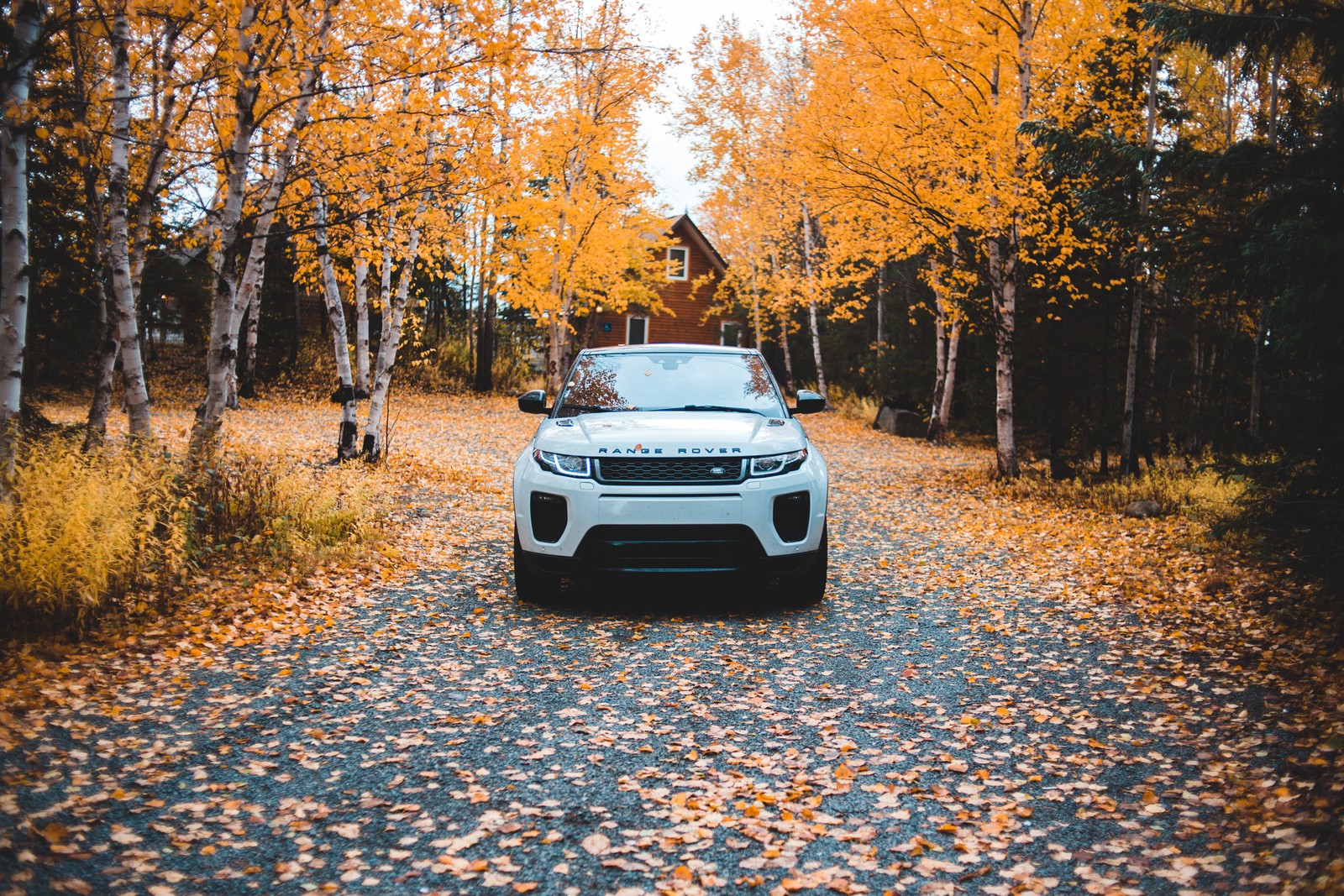 Скачать обои ленд ровер, land rover, машина, лист, дерево