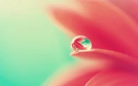 Dew Drop on a Petal: Capturing Nature's Moisture in Macro Beauty