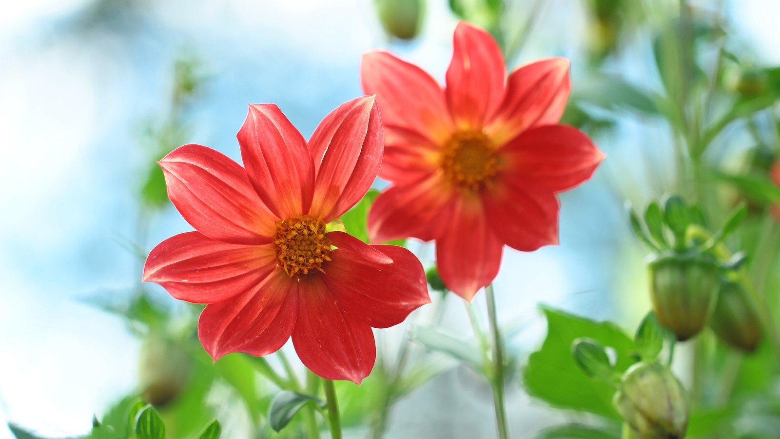 Dans le jardin, deux fleurs rouges poussent (flore, fleur, plante à fleurs, plante annuelle, plante)