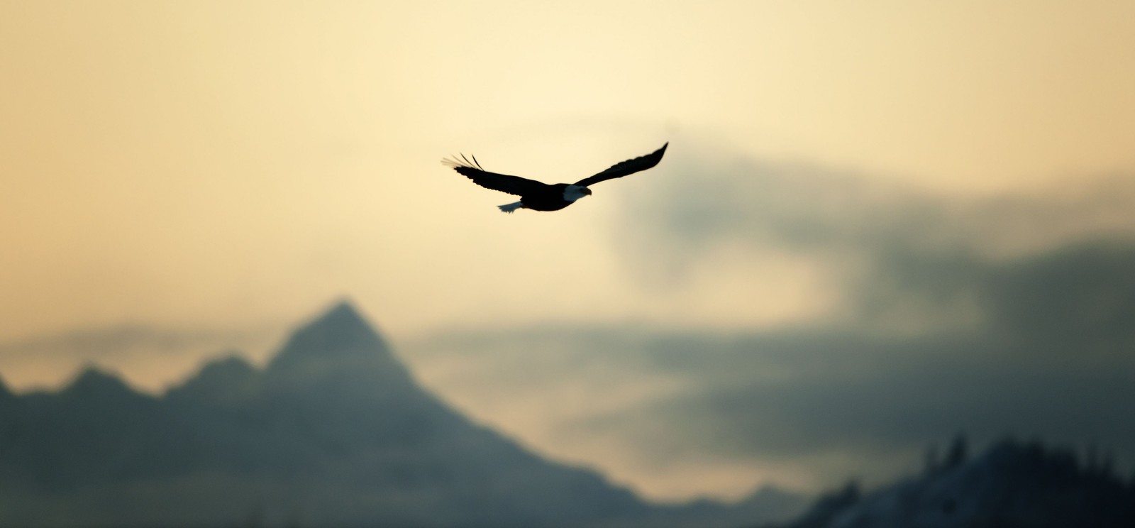 bald eagle, eagle, flight, bird, cloud wallpaper