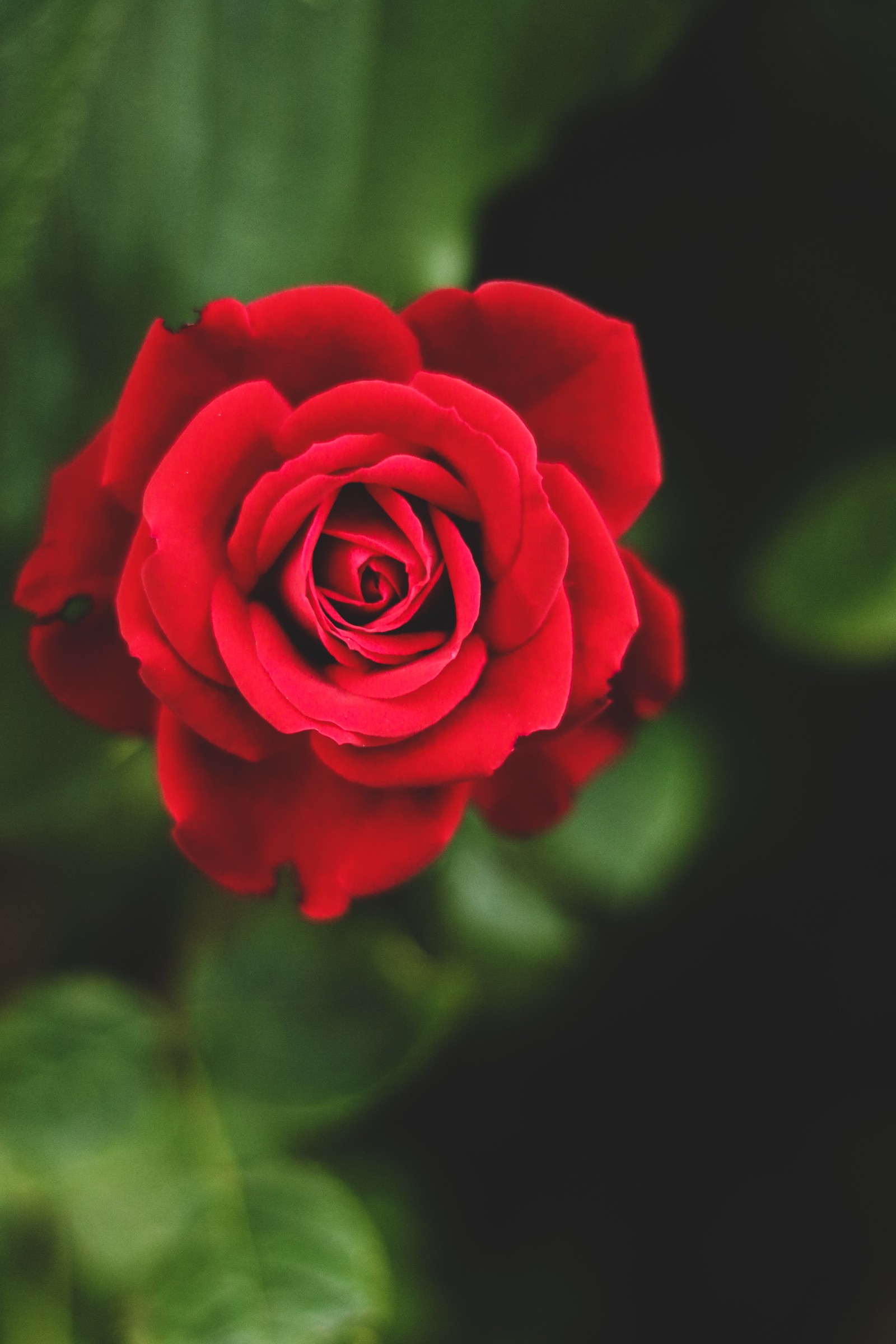 Un primer plano de una rosa roja con hojas verdes de fondo (rosa, flor, rojo, ramo de flores, planta)