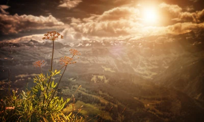 Sérénité ensoleillée : une fleur épanouie contre un paysage majestueux