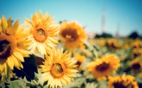 Vibrant Sunflowers in a Sunny Field