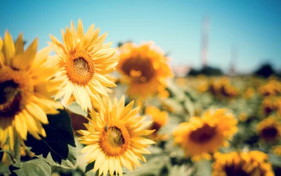 Vibrant Sunflowers in a Sunny Field