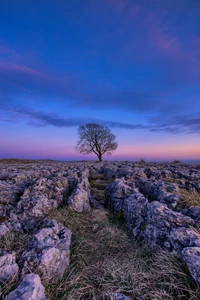 Un árbol solitario se erige entre rocas ásperas bajo un vibrante cielo azul y púrpura al anochecer, enmarcado por horizontes lejanos y suaves nubes.