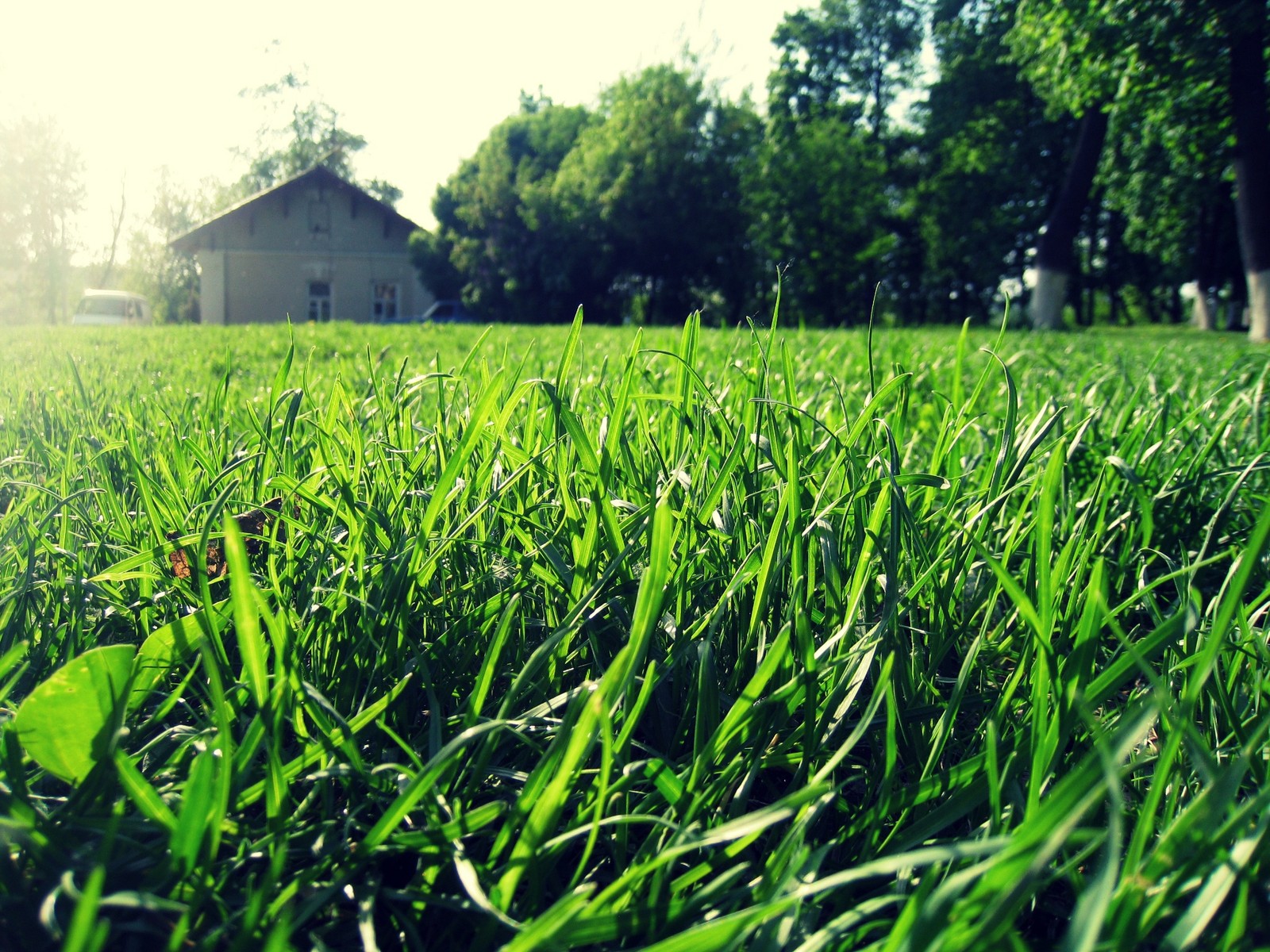 Hay una pequeña casa a la distancia en un campo de hierba (cesped, verde, cosecha, planta, familia de hierbas)