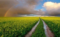 regenbogen, blume, wolke, pflanze, tageszeit