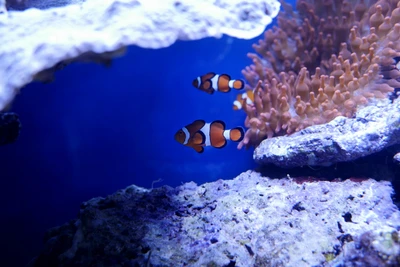 Lebendiges Korallenriff mit Clownfischen in einer blauen Unterwasserszene