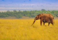 Elefante indio pastando en un paisaje de sabana dorada.