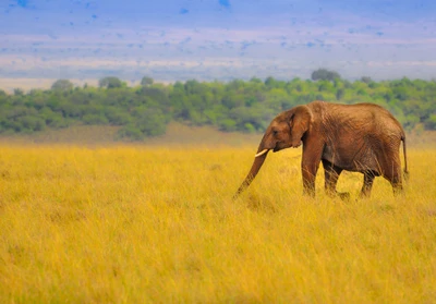 Indischer Elefant grast in einer goldenen Savannenlandschaft.