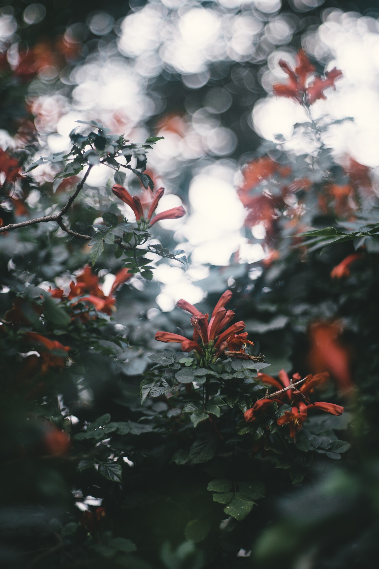 Hay una flor roja que está creciendo en un árbol (flor, rojo, hoja, árbol, ramo)