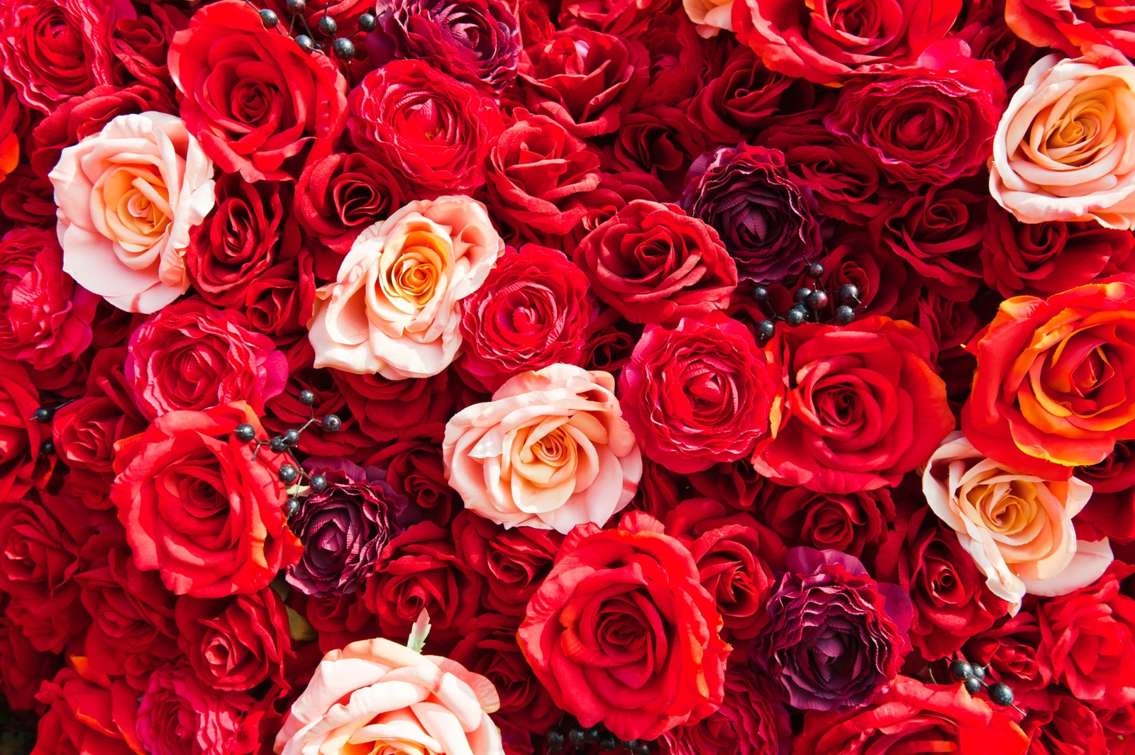 Un primer plano de un ramo de rosas rojas y blancas (rosas de jardín, rosa, flor, rojo, familia rosaceae)