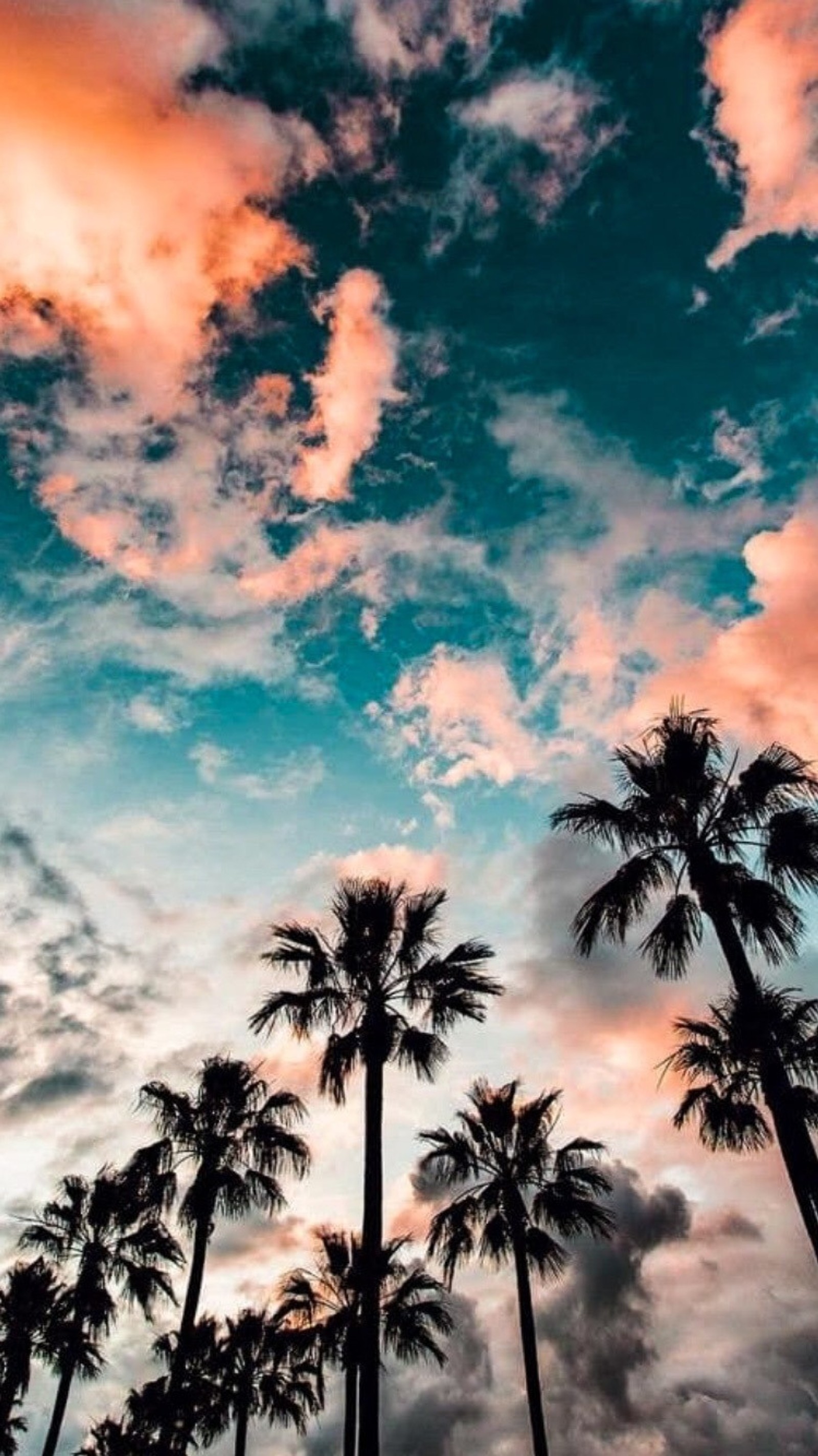 Palmen gegen einen bewölkten himmel mit rosa wolken (strand, bunt, palme, sommer, baum)