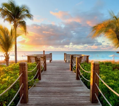 beach, ocean, palm, sun, sunset