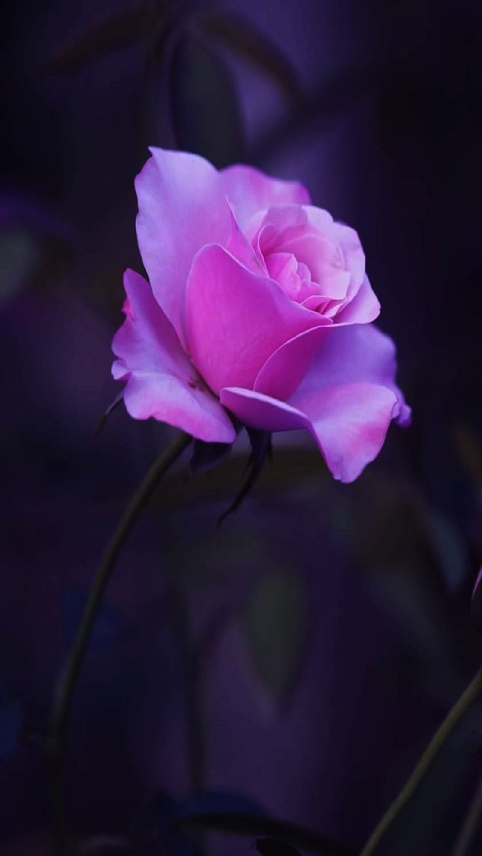 Purple rose with a dark background (love, pink rose)