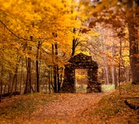 beeindruckend, herbst, natur