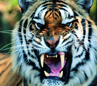 Fierce Growl of a Wild Tiger