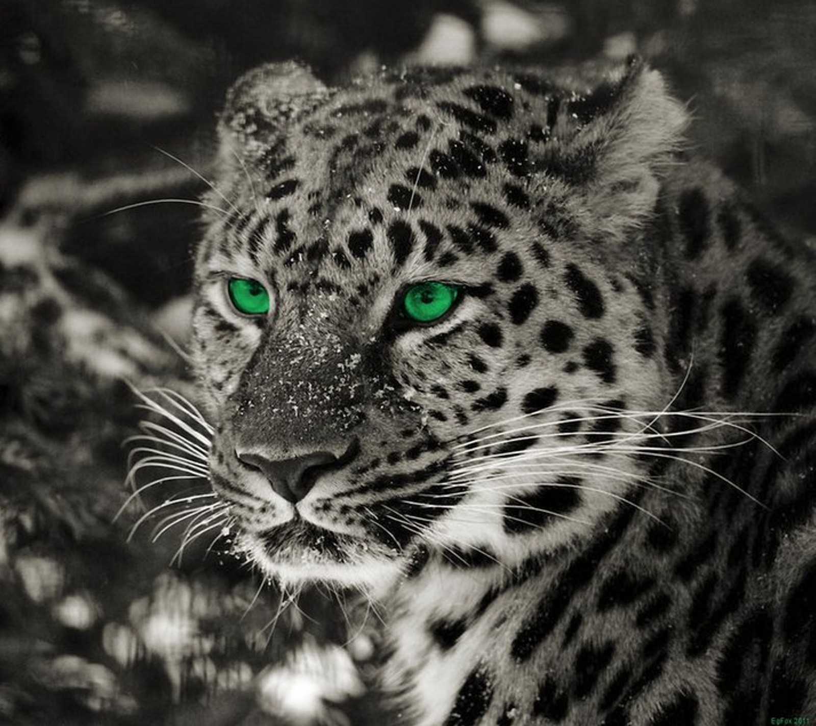 Araffe with green eyes in black and white photograph (animal, cat, eye, galaxy, leopard)