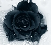 black rose, wallpaper