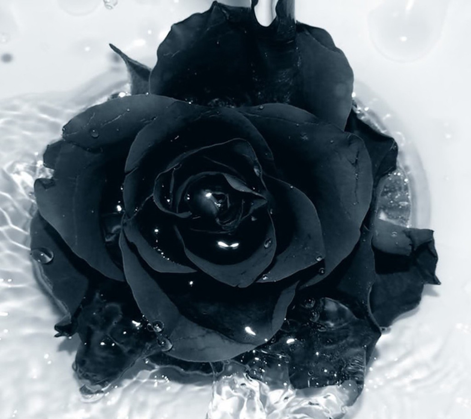 Una rosa negra en un lavabo con agua sobre ella (rosa negra, fondo de pantalla)