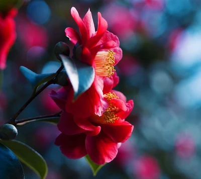 Lebendige rote Blüten vor einem ruhigen Hintergrund