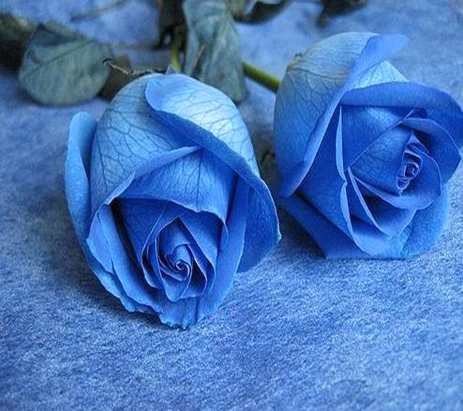 Deux roses bleues reposent sur un tissu bleu (bleu, roses)