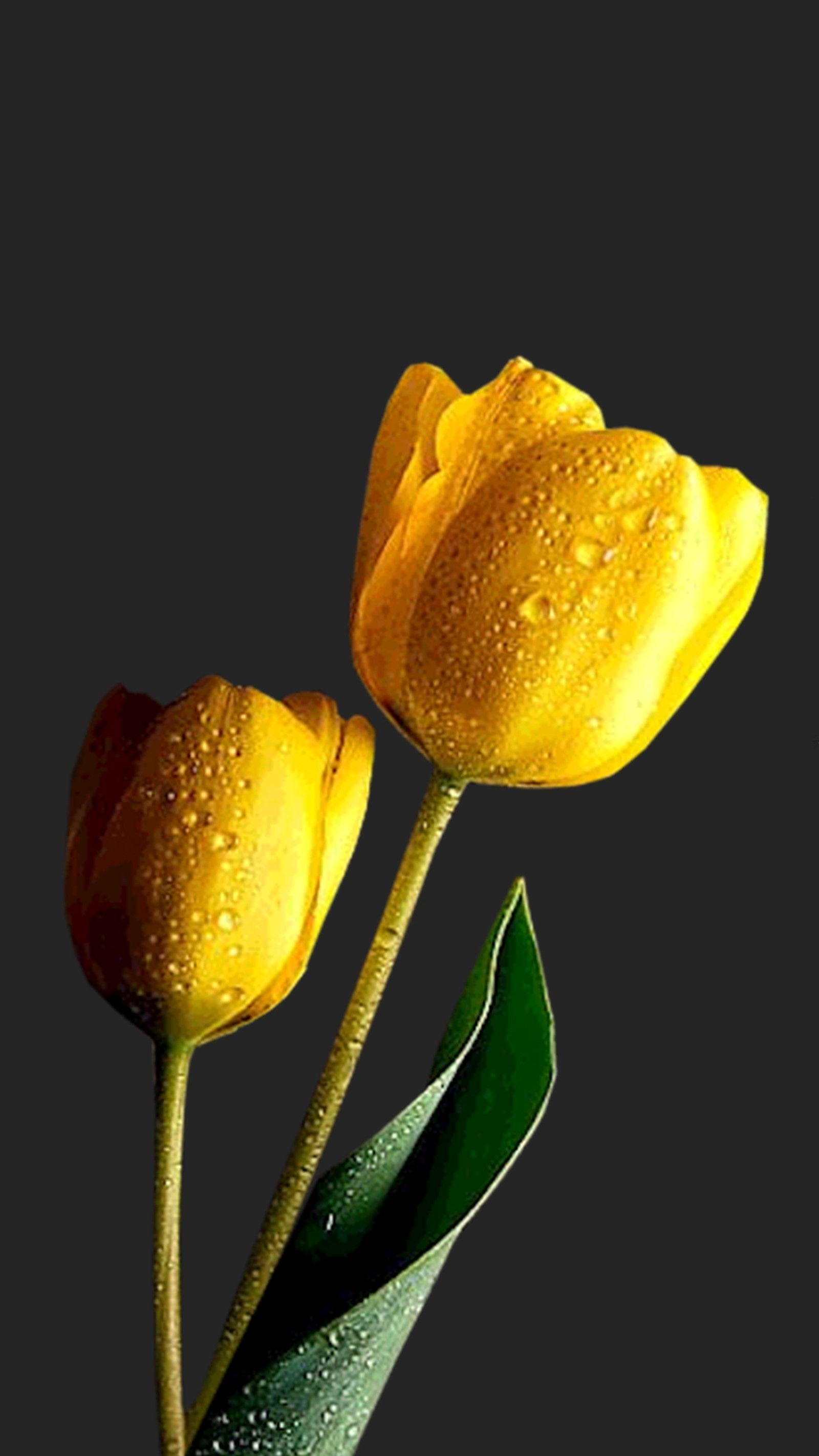 flower, tulip wallpaper