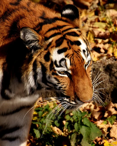 Majestic Tiger Amidst Autumn Leaves