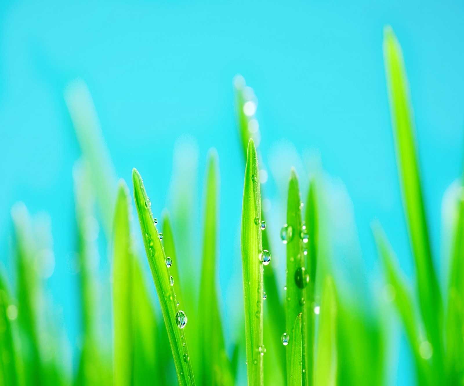 A close up of a bunch of grass with water droplets on it (lg e960, nexus 4)