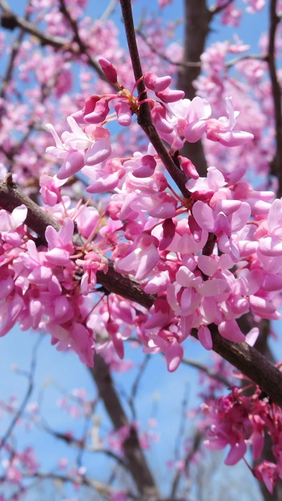 beau, floraison, cerisier, fleur, extérieur