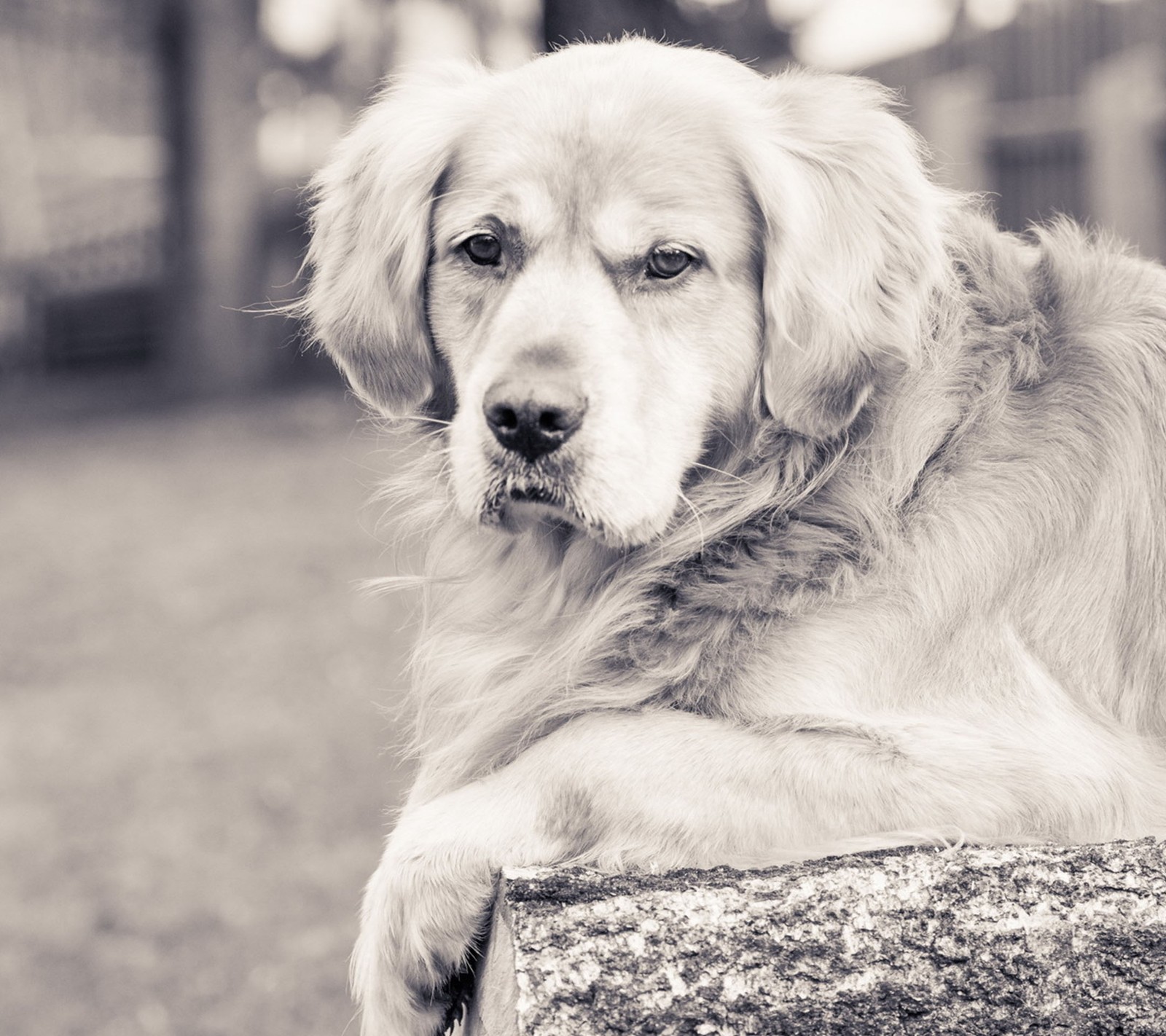 Há um cachorro sentado em uma rocha na grama (cachorro, triste)