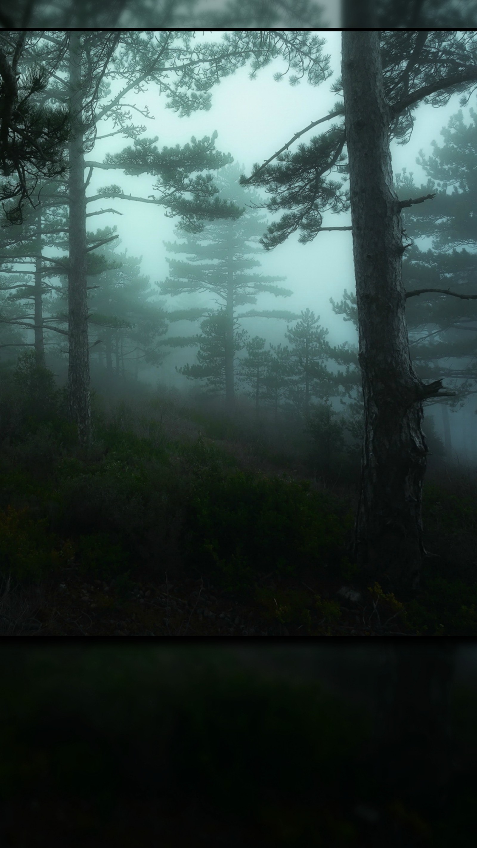 Image d'une forêt avec une bouche d'incendie au milieu (sombre, brume, bois)