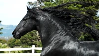 friesian horse, stallion, mare, horse, mane