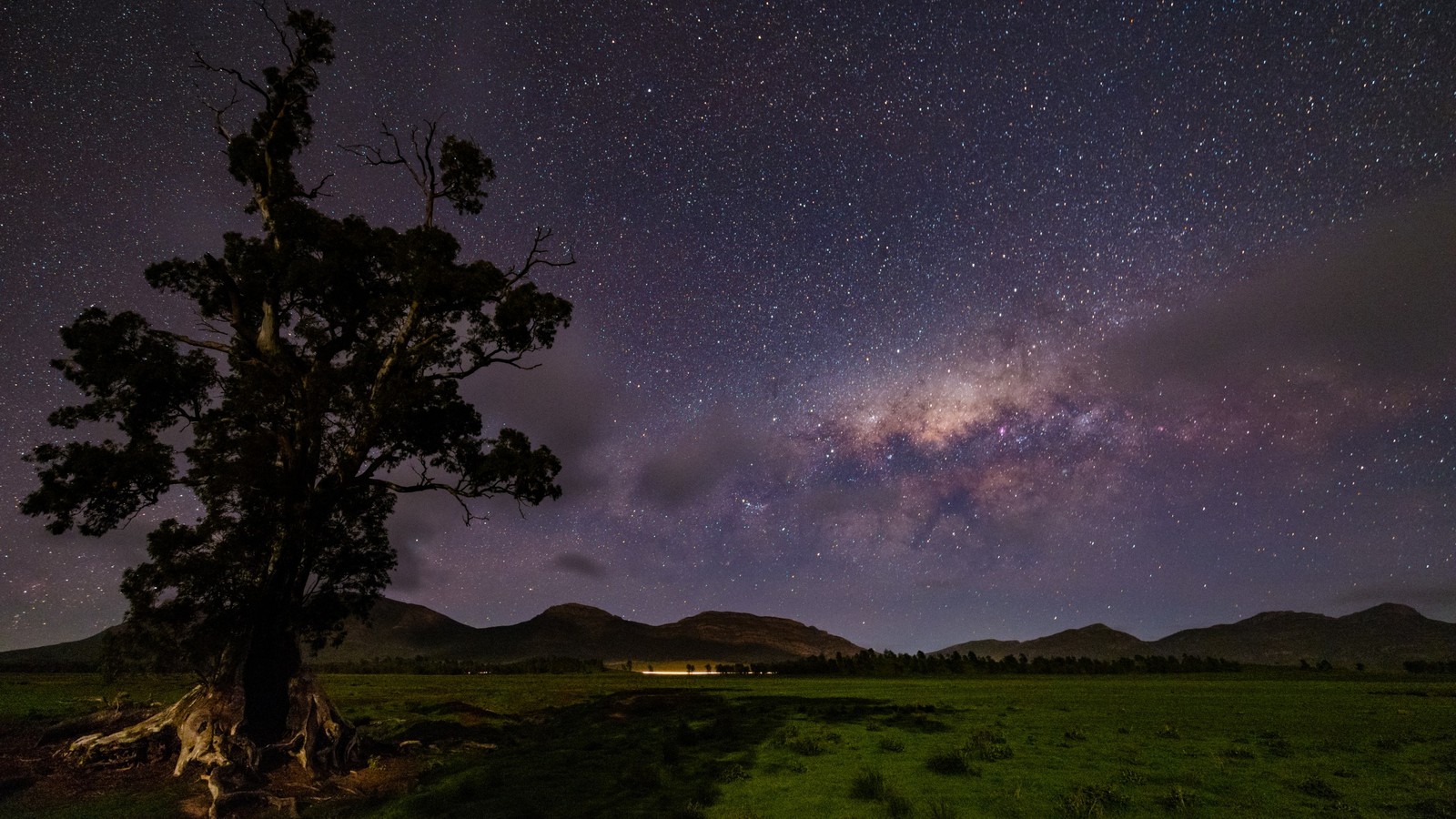 Uma árvore em um campo sob um céu cheio de estrelas (estrela, via láctea, astronomia, natureza, noite)