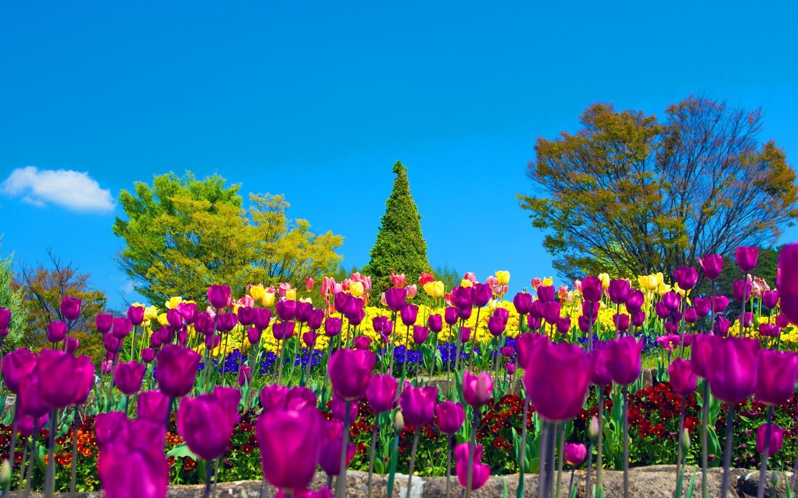 Purple and yellow tulips in a field of flowers (plant, purple, spring, flowering plant, vegetation)