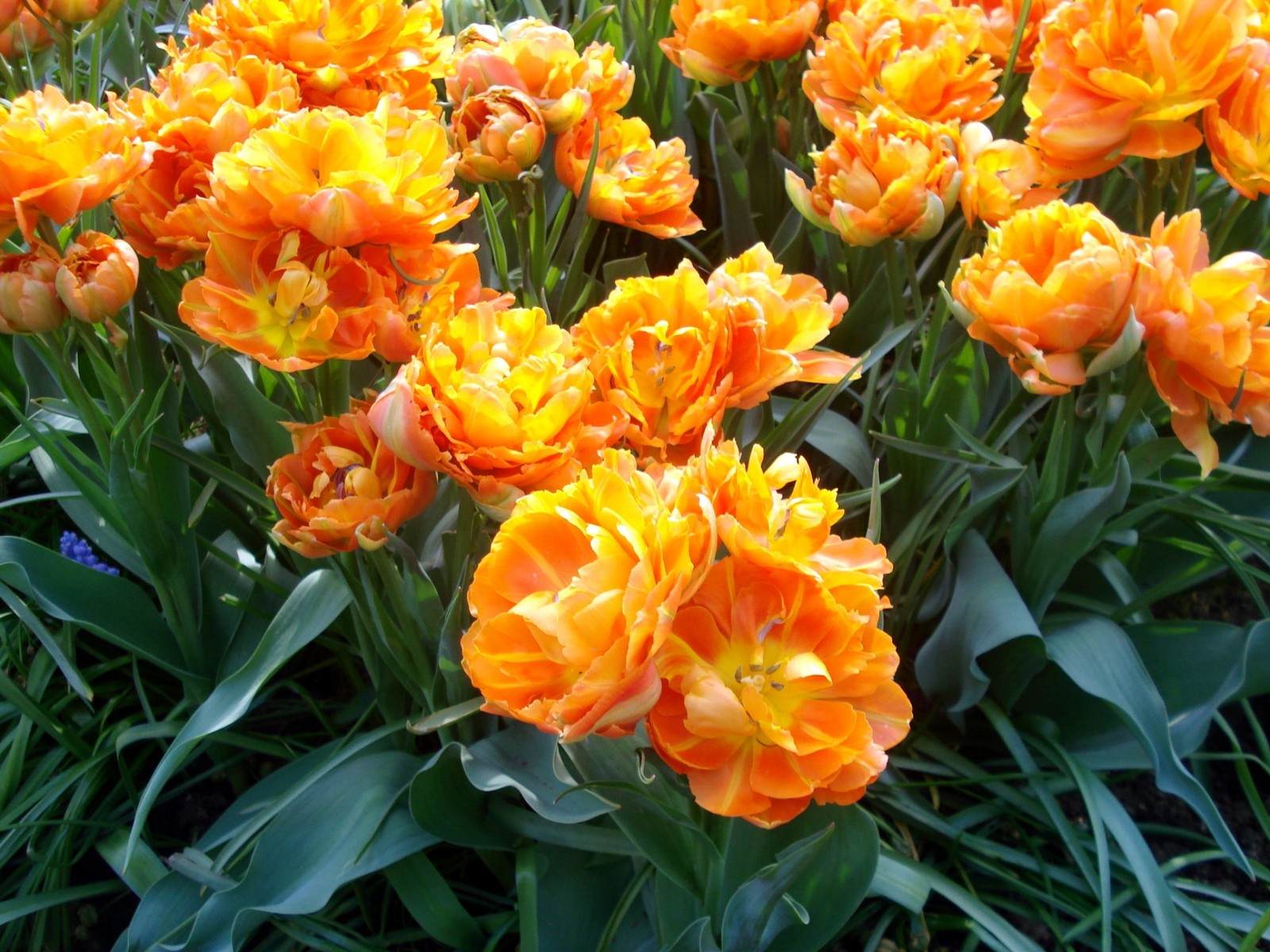 Il y a beaucoup de fleurs oranges qui poussent dans l'herbe (plante à fleurs, printemps, plante annuelle, plante herbacée, floraison)