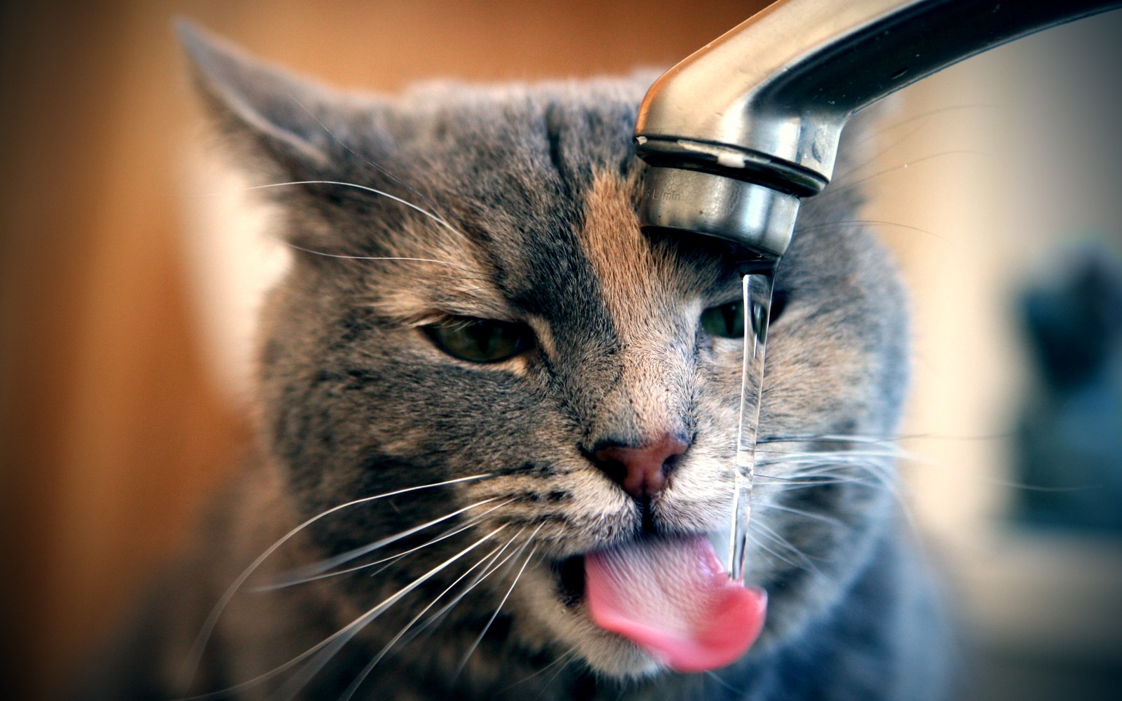 Ein raubkatze, die ihre zunge unter einem wasserhahn herausstreckt (kätzchen, gato, schnurrhaare, nase, gesichtsausdruck)